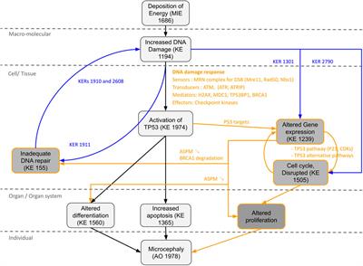 An integrative systems biology strategy to support the development of adverse outcome pathways (AOPs): a case study on radiation-induced microcephaly